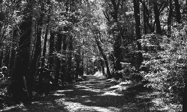 雑木林にある一本道