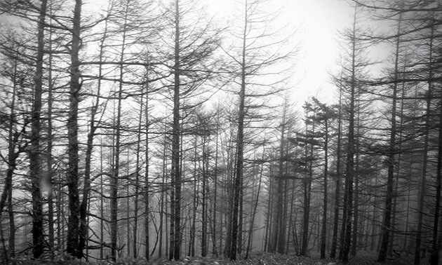 冬になり葉がすべて落ちた木々が立ち並んでいる冬木立の様子