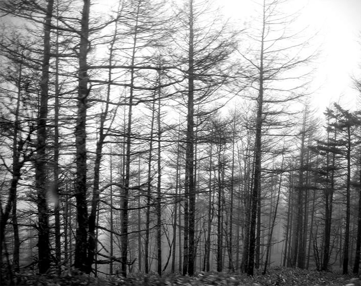 冬になり葉がすべて落ちた木々が立ち並んでいる冬木立の様子