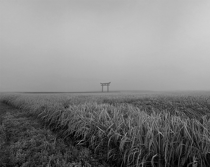 稲穂が垂れる田んぼに浮かぶ鳥居