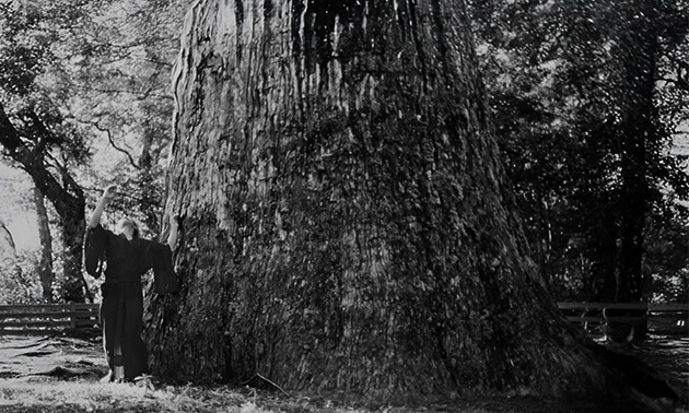 十根川神社の境内にある八村杉（ヤムラスギ）とそれを大きく見上げる老父