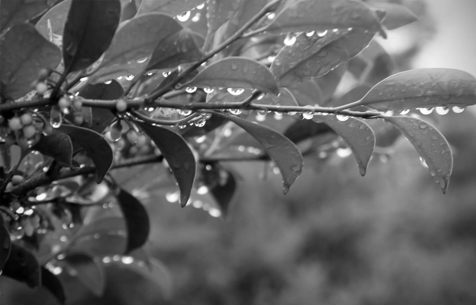 サカキのあまつぶ