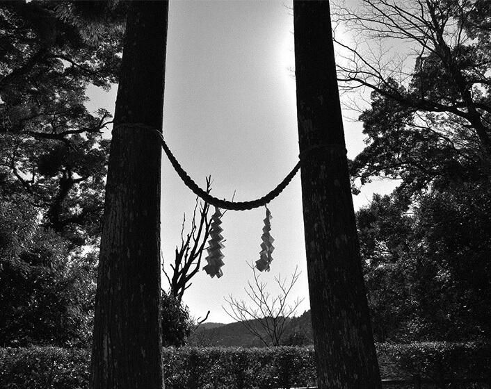 霧島東神社に聳え立つ夫婦杉