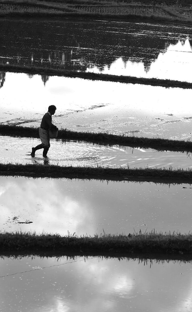 広大な田んぼを歩く男性